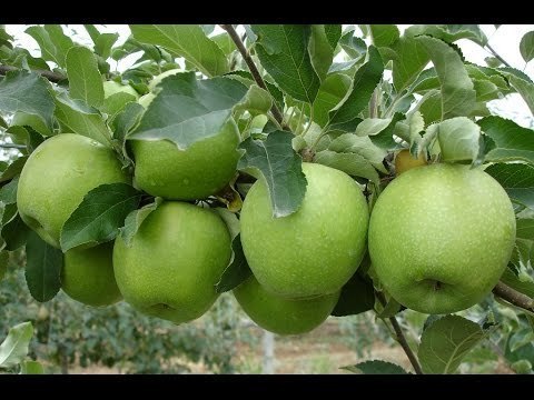 Яблоко Гренни Смит 1кг