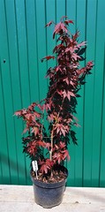 Teofrast Клен дланевидный пурпурнолистный Acer palmatum f. atropurpurea