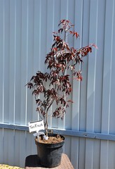 Teofrast Клен дланевидный пурпурнолистный Acer palmatum f. atropurpurea