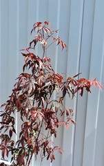Teofrast Клен дланевидный пурпурнолистный Acer palmatum f. atropurpurea