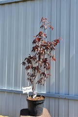 Teofrast Клен дланевидный пурпурнолистный Acer palmatum f. atropurpurea