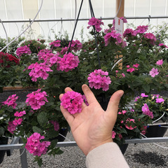 1510 Вербена EMPRESS SUN PINK (ОСЕНЬ 2025)