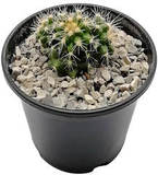 Ребуция старческая (Rebutia senilis)