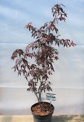 Teofrast Клен дланевидный пурпурнолистный Acer palmatum f. atropurpurea