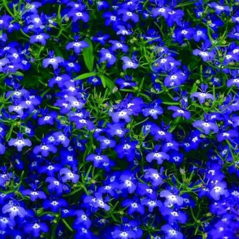 2357 Лобелия HOT ROYAL BLUE (ОСЕНЬ 2025)