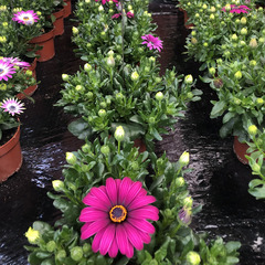 2707 Остеоспермум FLOWERPOWER PURPLE 18 (ОСЕНЬ 2025)