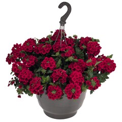 1511 Вербена EMPRESS SUN RED (ОСЕНЬ 2025)