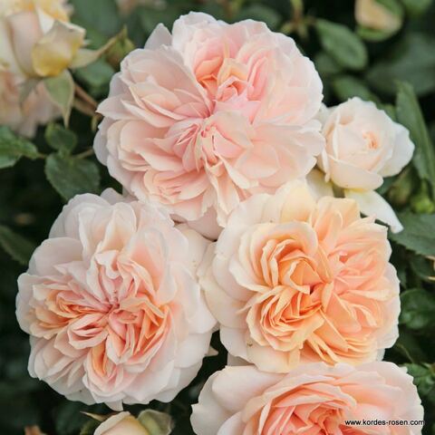 Гарден оф Роузес (Garden of Roses)