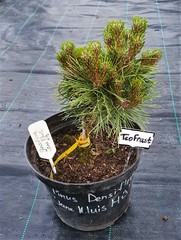 Teofrast Сосна густоцветная Жан Клуис Pinus densiflora Jane Kluis