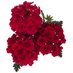 1511 Вербена EMPRESS SUN RED (ОСЕНЬ 2025)
