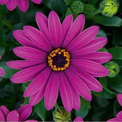 2707 Остеоспермум FLOWERPOWER PURPLE 18 (ОСЕНЬ 2025)
