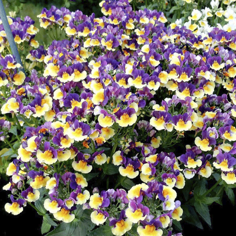 2638 Немезия NEM AROMA PLUM & CUSTARD (ВЕСНА 2025)