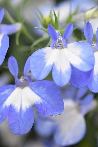 2361 Лобелия HOTPOT LIGHT BLUE (ОСЕНЬ 2025)