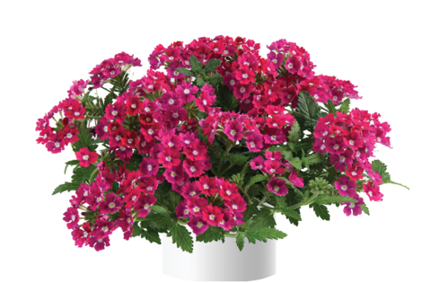 1566 Вербена VANESSA Dark Pink (Весна 2026)
