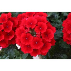 1511 Вербена EMPRESS SUN RED (ОСЕНЬ 2025)
