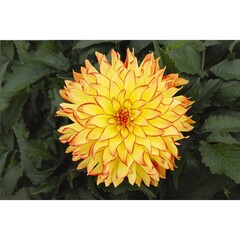 1728 Георгин HYPNOTICA YELLOW BICOLOR (ОСЕНЬ 2025)