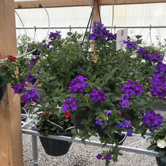 1512 Вербена EMPRESS SUN VIOLET (ОСЕНЬ 2025)