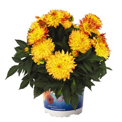 1728 Георгин HYPNOTICA YELLOW BICOLOR (ОСЕНЬ 2025)