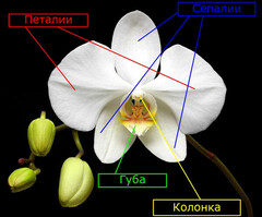 Силиконовый молд 