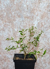 Teofrast Гранат комнатный мини punica granatum nana