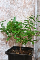 Teofrast Гранат комнатный мини punica granatum nana