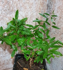 Teofrast Гранат комнатный мини punica granatum nana