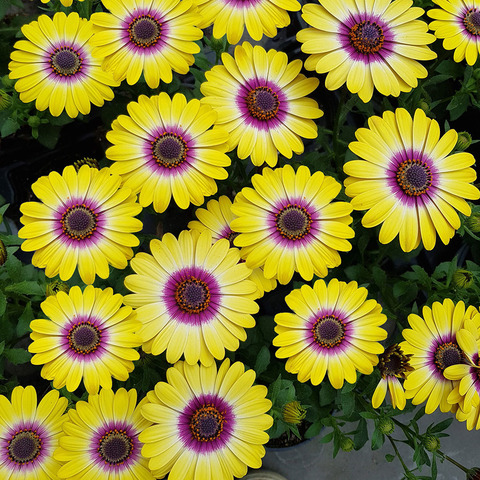 2709 Остеоспермум FLOWERPOWER TROPIC SUN (ОСЕНЬ 2025)