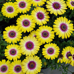2709 Остеоспермум FLOWERPOWER TROPIC SUN (ОСЕНЬ 2025)