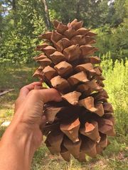 Сосна Культера Pinus coulteri