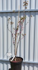 Teofrast Церцис Канадский Merlot Cercis canadensis