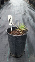Teofrast Сосна Культера Pinus coulteri