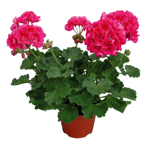 2818 Пеларгония зональная PAC FLOWER FAIRY BERRY         (ОСЕНЬ 2025)