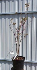 Teofrast Церцис Канадский Merlot Cercis canadensis