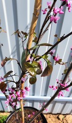 Teofrast Церцис Канадский Merlot Cercis canadensis