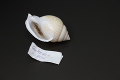 Ракушка Галеодея ругоса, 8см, 1шт