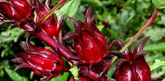 Каркадэ суданская роза hibiscus sabdariffa