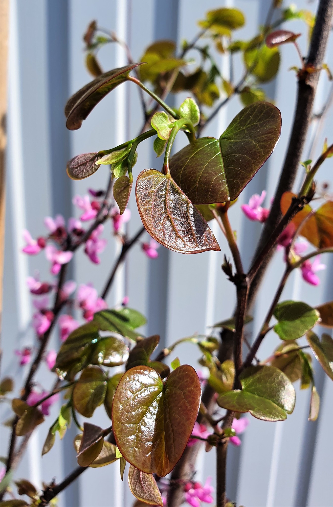 Церцис Канадский Merlot Cercis canadensis