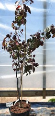 Teofrast Церцис Канадский Merlot Cercis canadensis