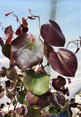 Teofrast Церцис Канадский Merlot Cercis canadensis
