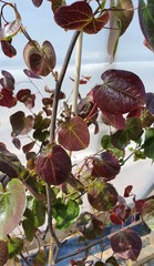 Teofrast Церцис Канадский Merlot Cercis canadensis