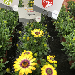 2709 Остеоспермум FLOWERPOWER TROPIC SUN (ОСЕНЬ 2025)