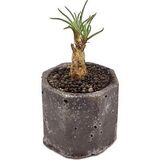 Суккулент Филлоболюс Возродившийся фото 2