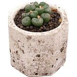 Суккулент Конофитум EnjoyPlants 540602