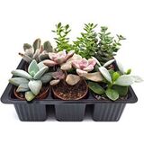 Набор суккулентов D5 №23010 — основное фото живого растения