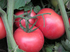 Семена Томат Пинк Буш F1 (Sakata), розовый для ОГ