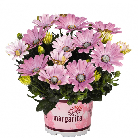 2767 Остеоспермум MARGARITA SOFT PINK (ОСЕНЬ 2025)