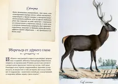Магические животные. Легенды и суеверия