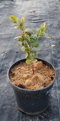 Teofrast Голубика Ханна чойс vaccinium corymbosum Hannas choice