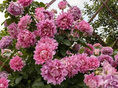 Фенси Раффл (Fancy Ruffle)