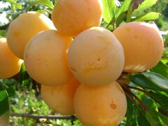 Саженцы сливы Хасанка